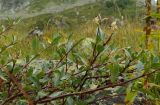 род Salix