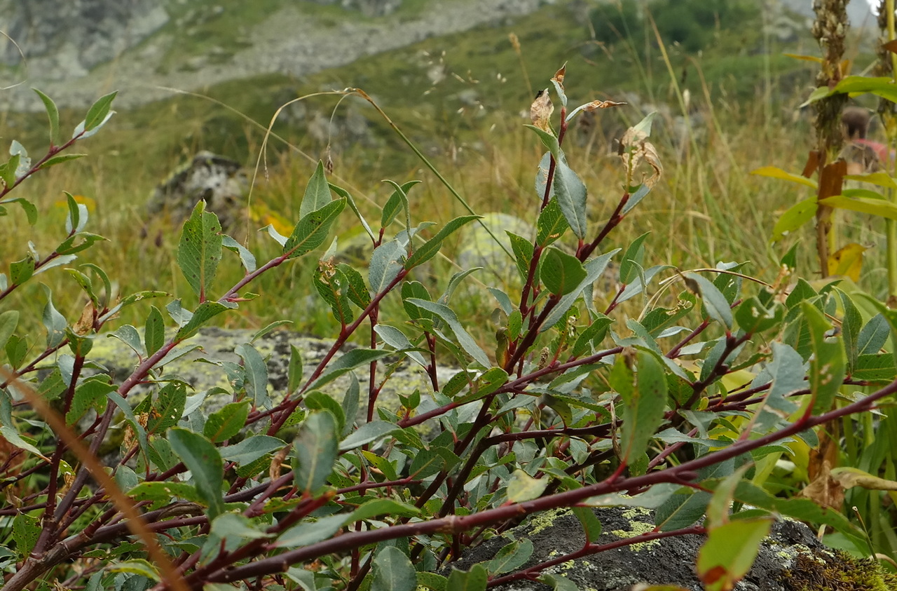 Image of genus Salix specimen.