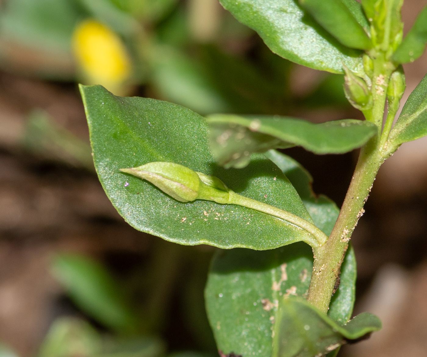 Изображение особи Talinum caffrum.