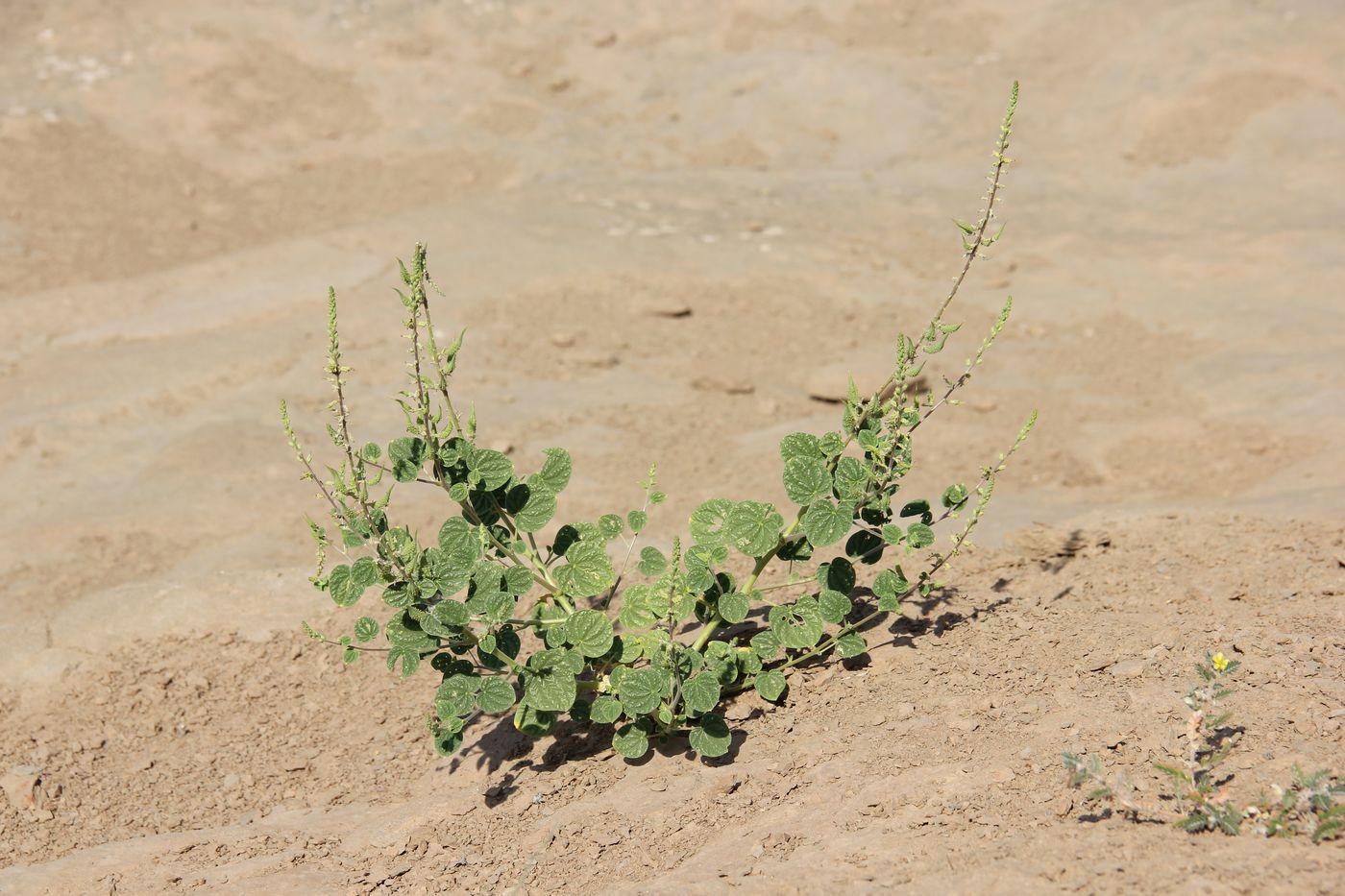 Image of Cleome lipskyi specimen.