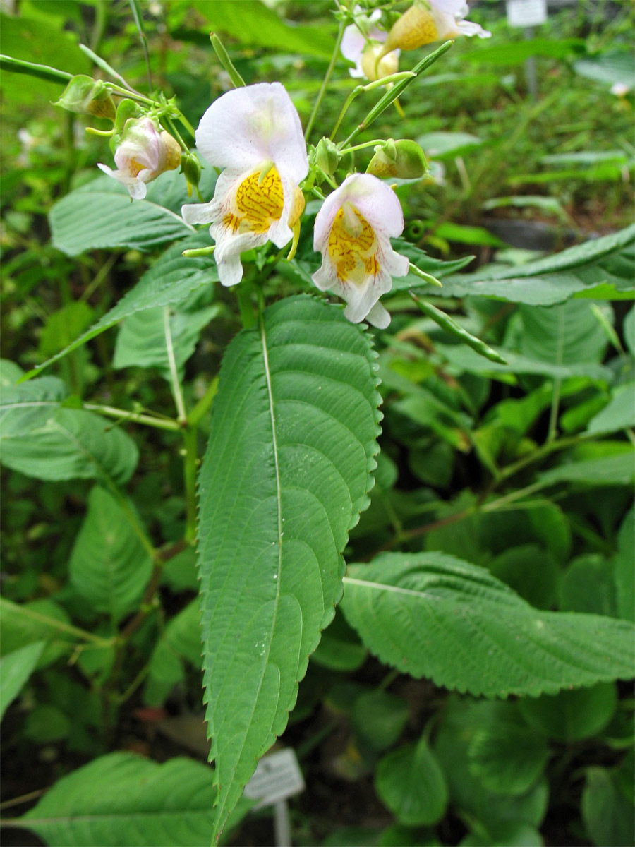 Image of Impatiens pseudobicolor specimen.
