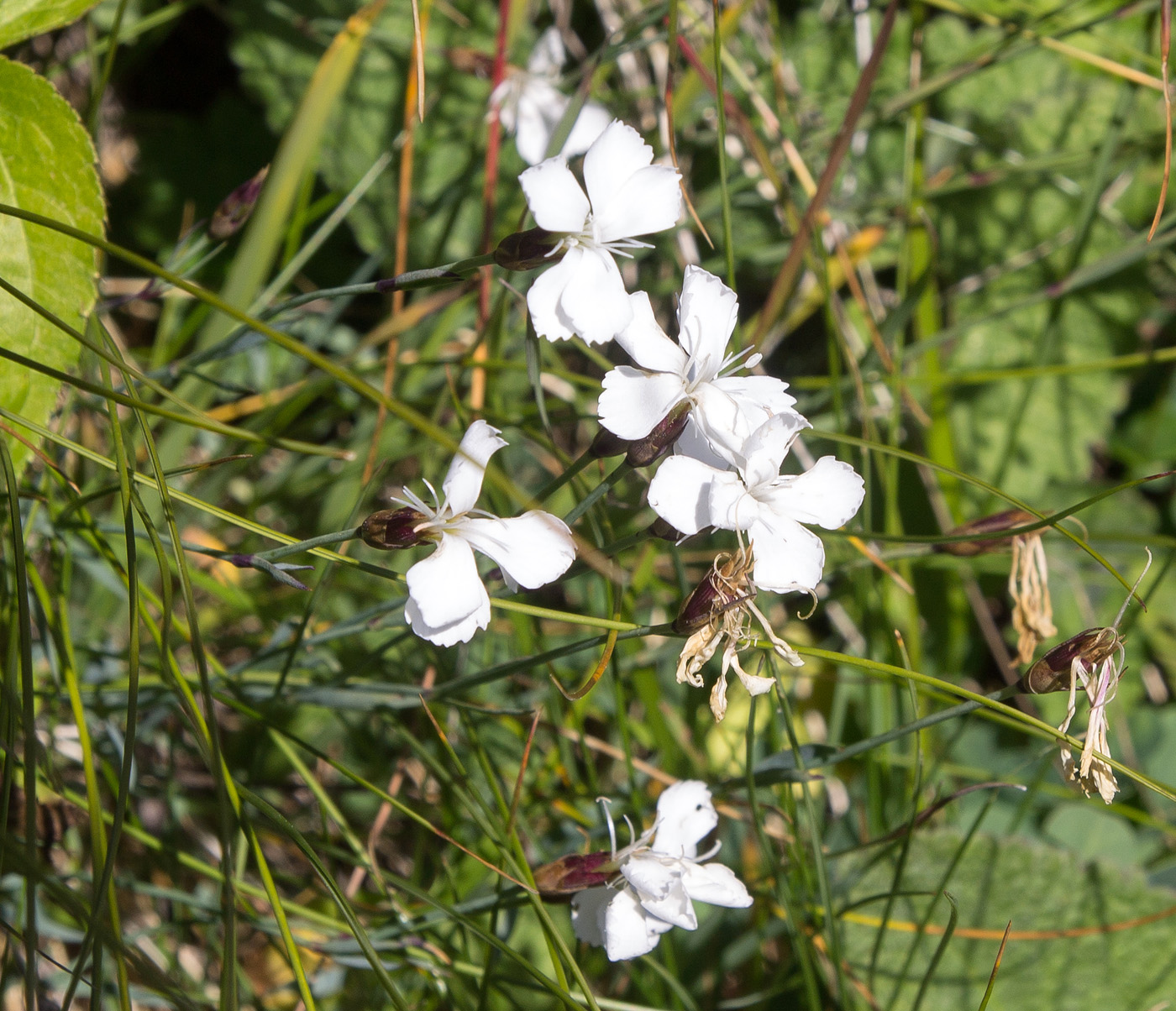 Изображение особи род Dianthus.