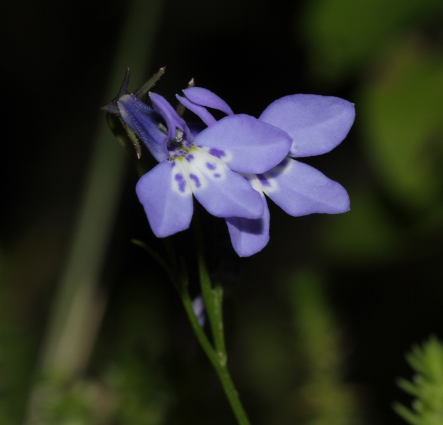 Изображение особи Lobelia flaccida.