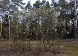 Salix caprea