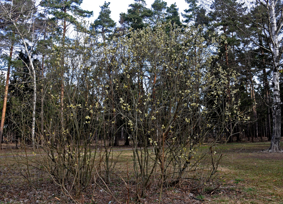 Image of Salix caprea specimen.