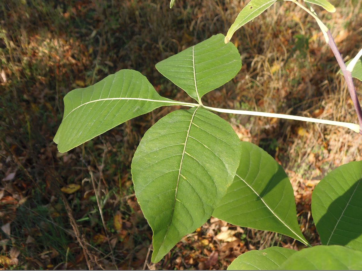 Изображение особи Ptelea trifoliata.