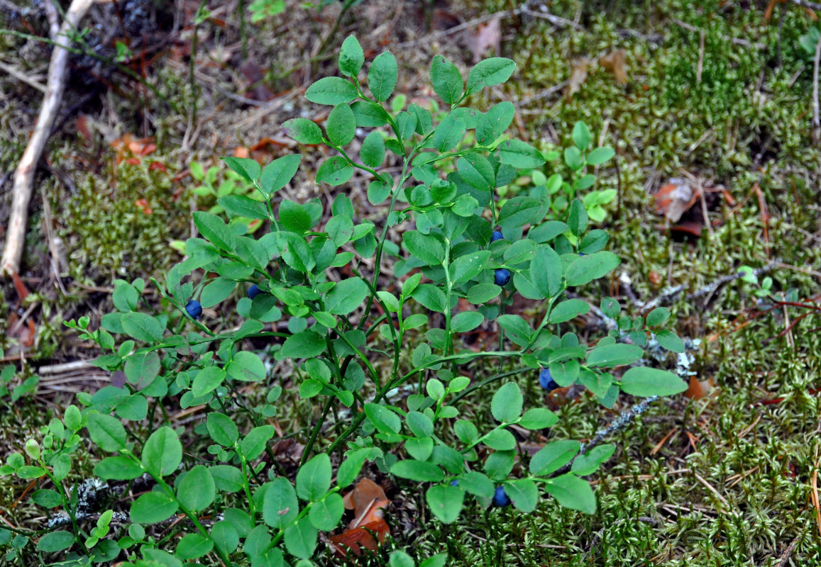 Изображение особи Vaccinium myrtillus.