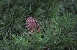 Larix kaempferi