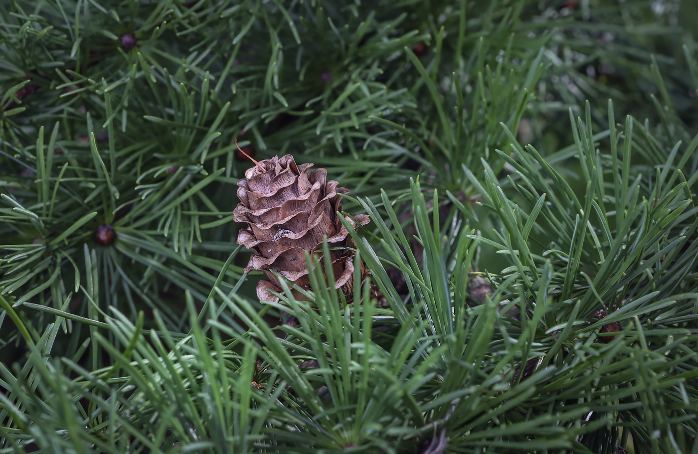 Изображение особи Larix kaempferi.