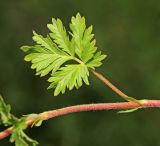 Potentilla tobolensis. Часть побега. Приморский край, г. Владивосток, окр. ж.-д. пл. \"Садгород\", возле ж.-д. полотна. 12.06.2020.