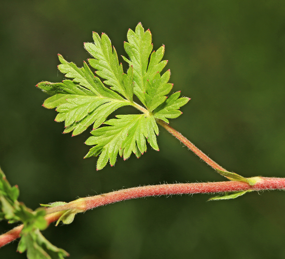 Image of Potentilla tobolensis specimen.