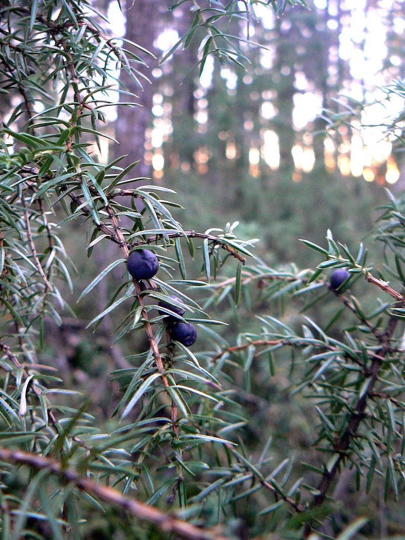 Изображение особи Juniperus communis.