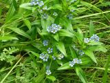 genus Gentiana