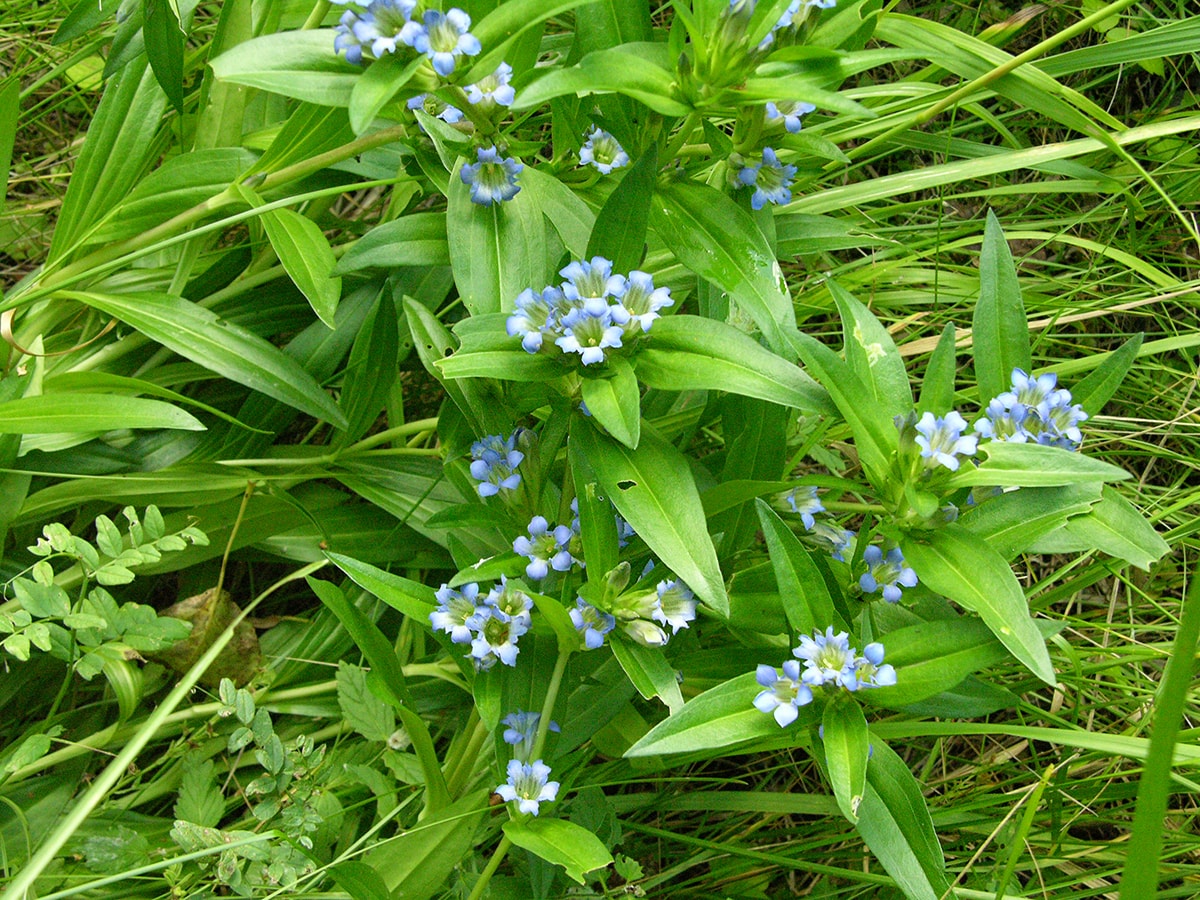 Image of genus Gentiana specimen.