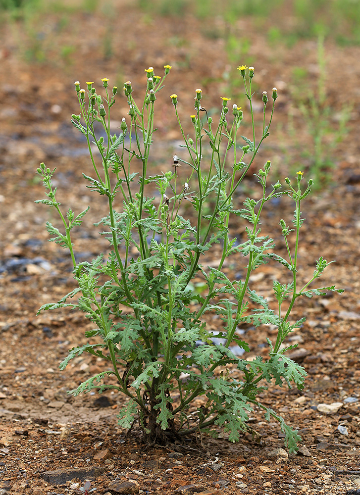 Изображение особи Senecio viscosus.