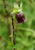 Codonopsis ussuriensis. Цветок. Приморский край, Ольгинский р-н, 6 км Ю-В с. Милоградово, бух. Красная Скала. 12.08.2009.