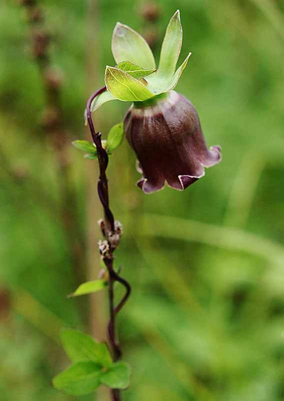 Изображение особи Codonopsis ussuriensis.