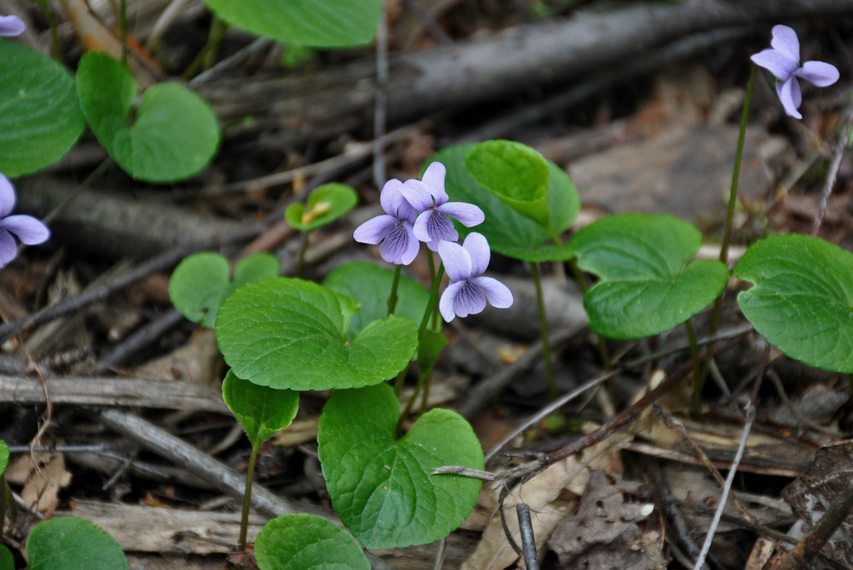 Image of Viola palustris specimen.