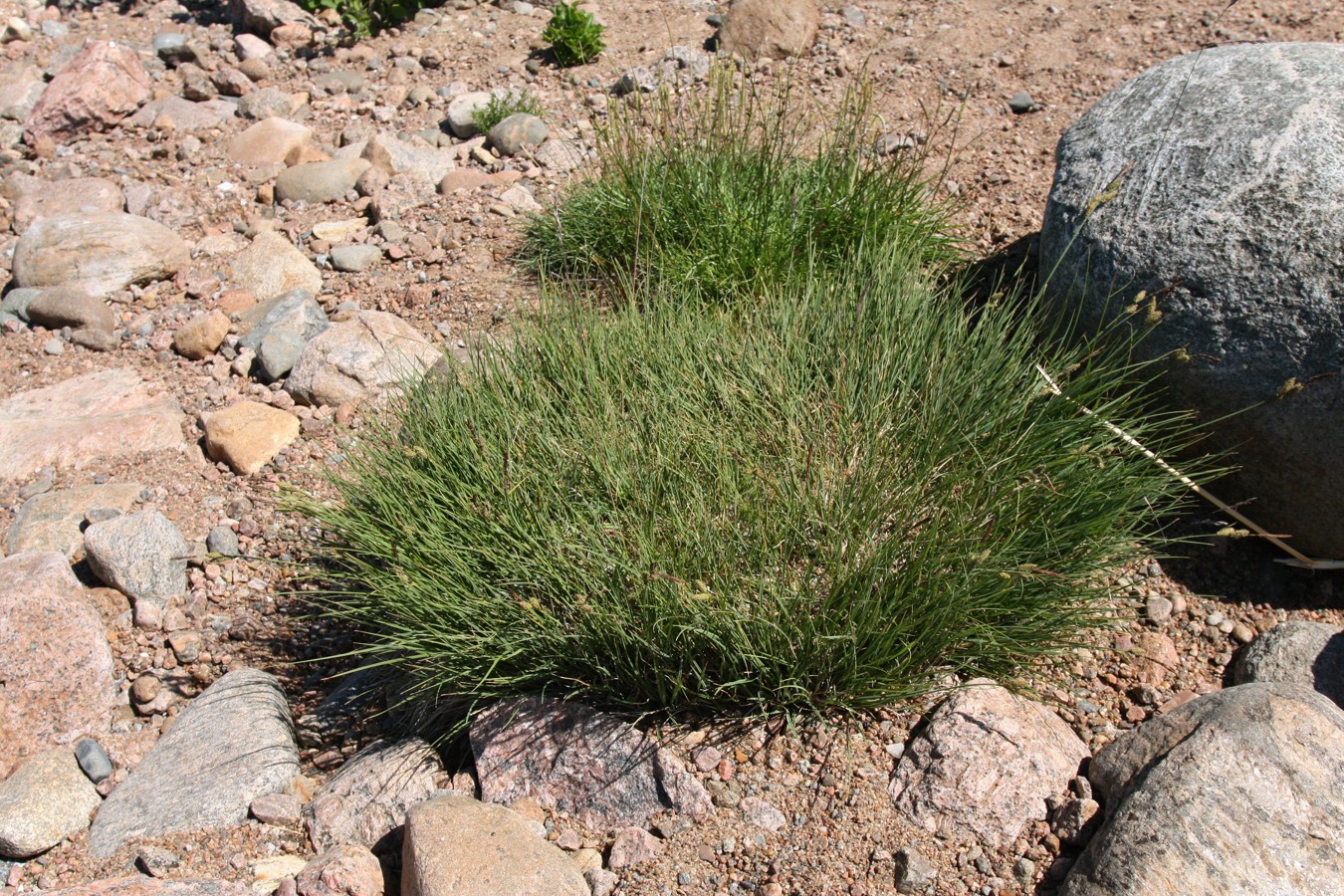 Image of Carex nigra specimen.