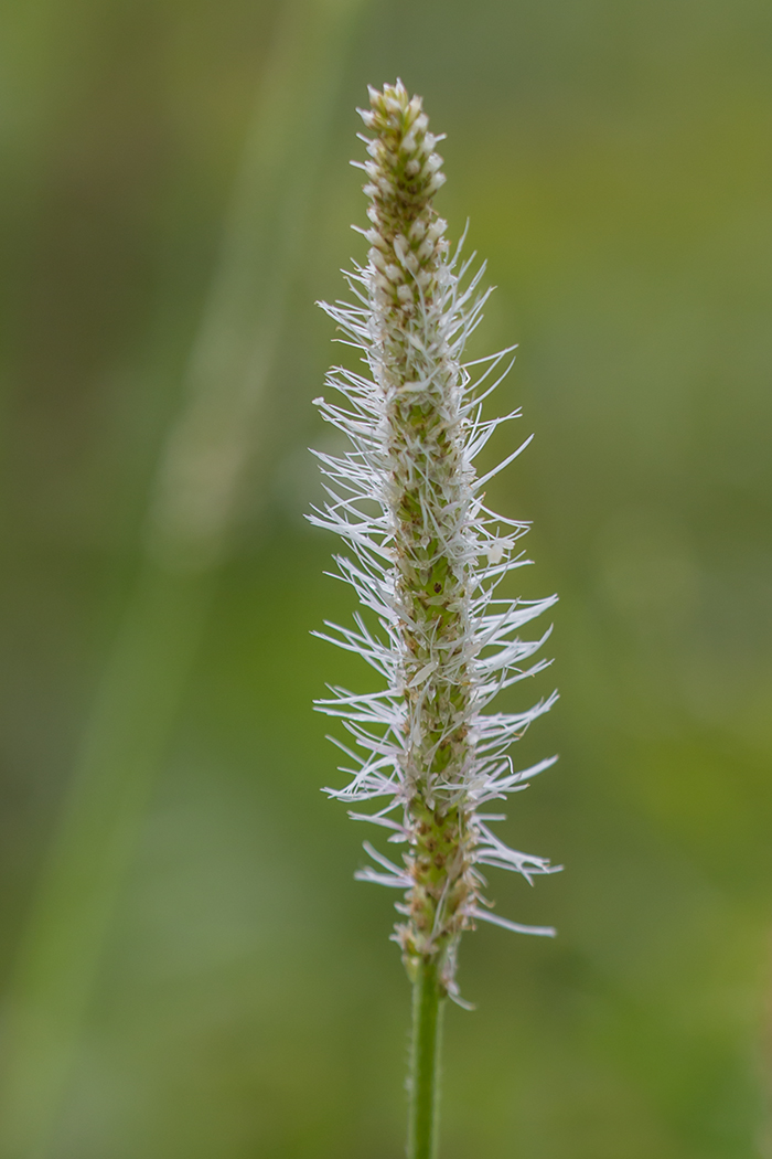 Изображение особи Plantago urvillei.