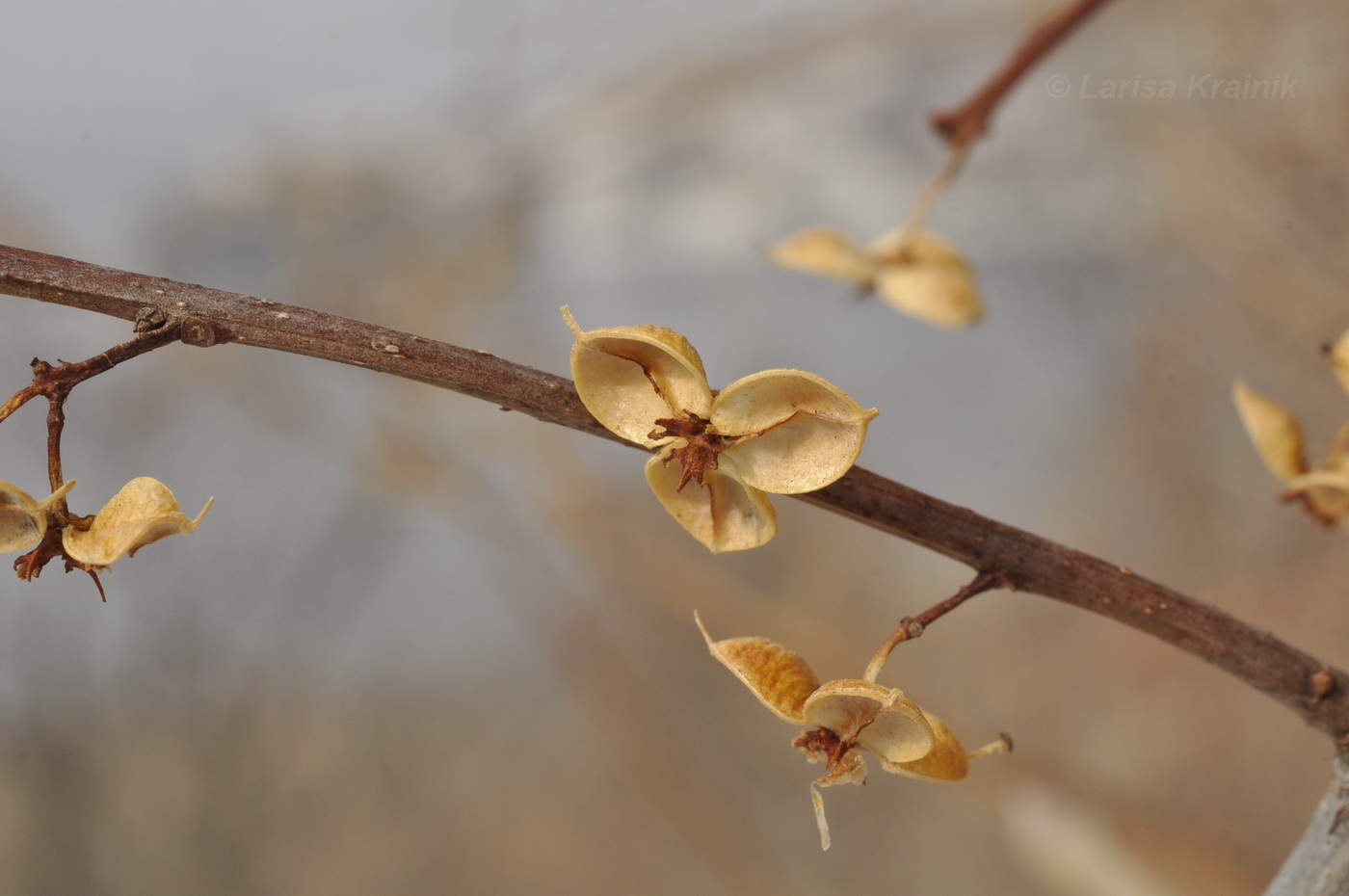 Изображение особи Celastrus orbiculata.