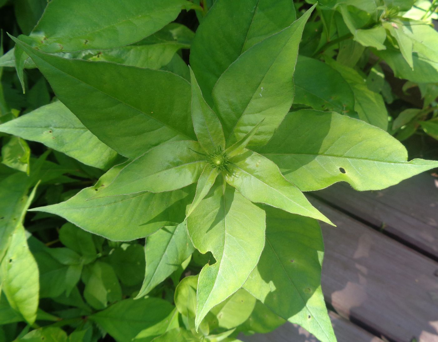 Image of familia Asteraceae specimen.