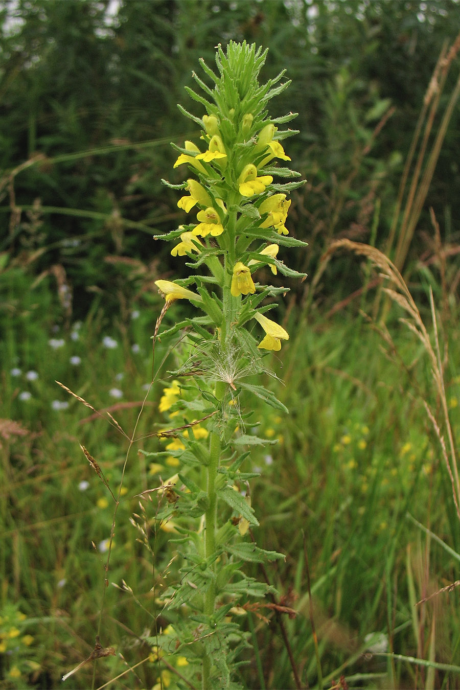 Image of Parentucellia viscosa specimen.