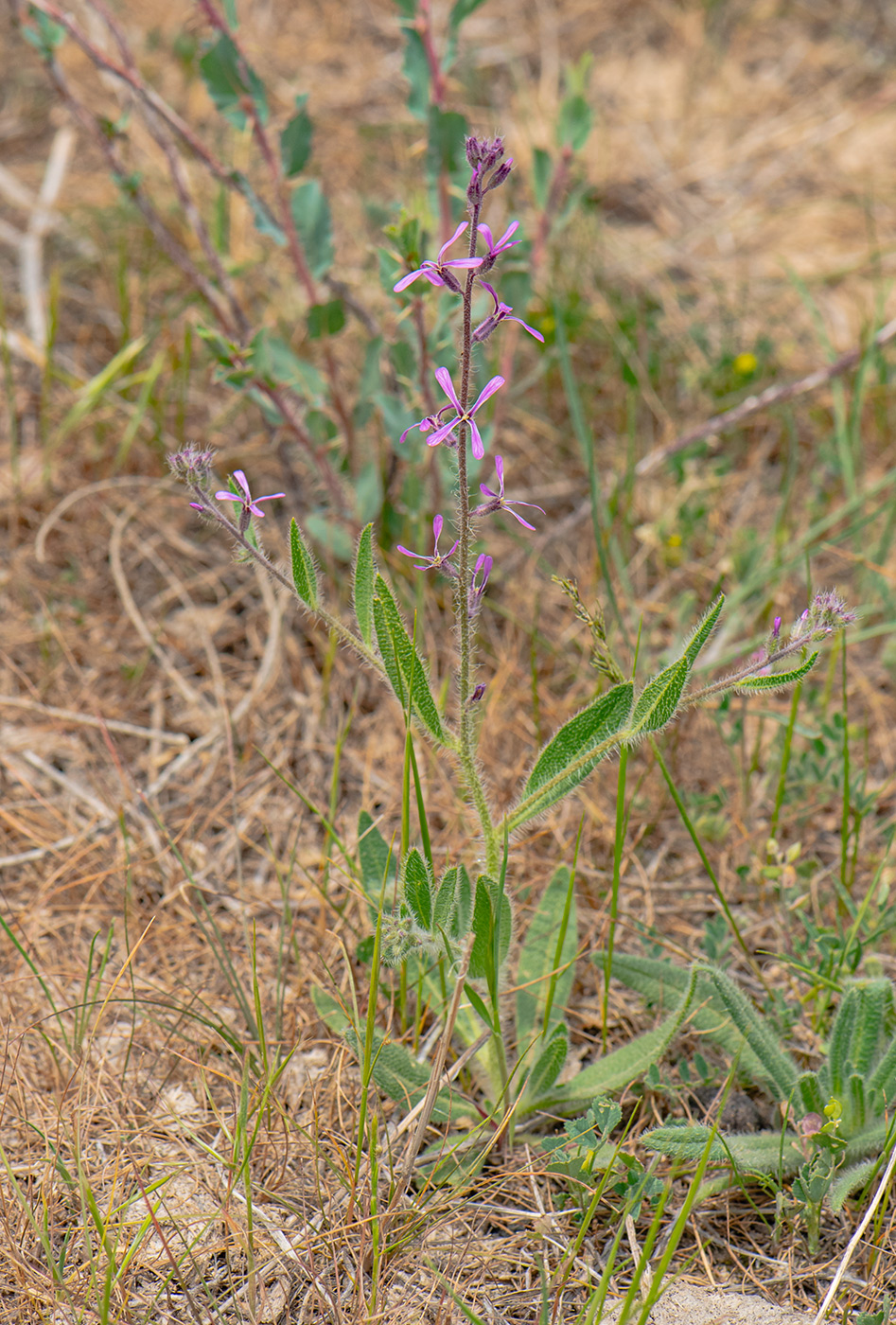 Изображение особи Strigosella grandiflora.