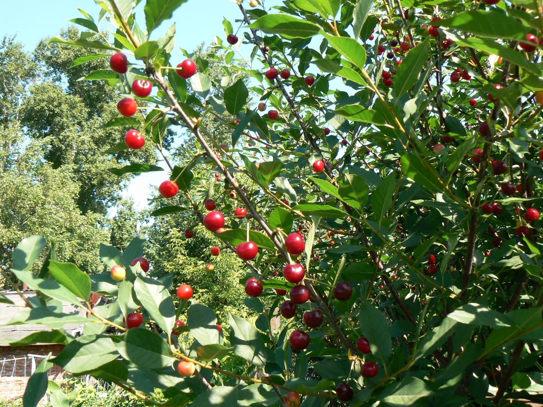 Image of Cerasus fruticosa specimen.