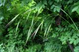 Anisantha sterilis