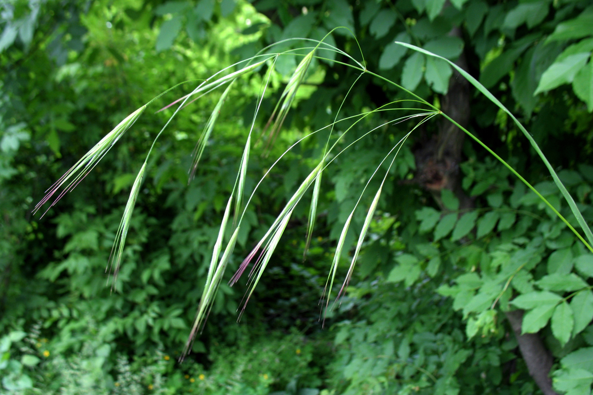 Image of Anisantha sterilis specimen.