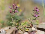 Teucrium chamaedrys. Цветущее растение. Крым, окр. Феодосии, Лисья бухта, каменистое русло ручья. 4 июня 2021 г.