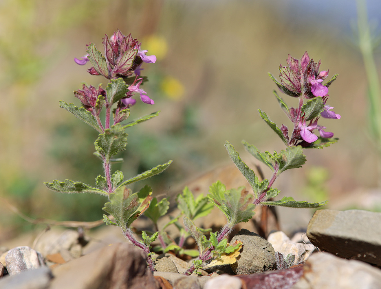 Изображение особи Teucrium chamaedrys.