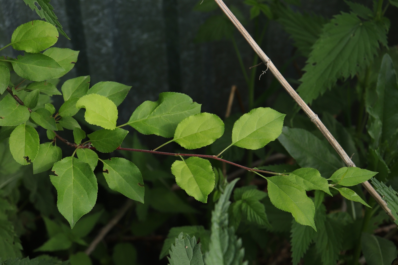 Image of genus Malus specimen.