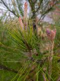 genus Pinus