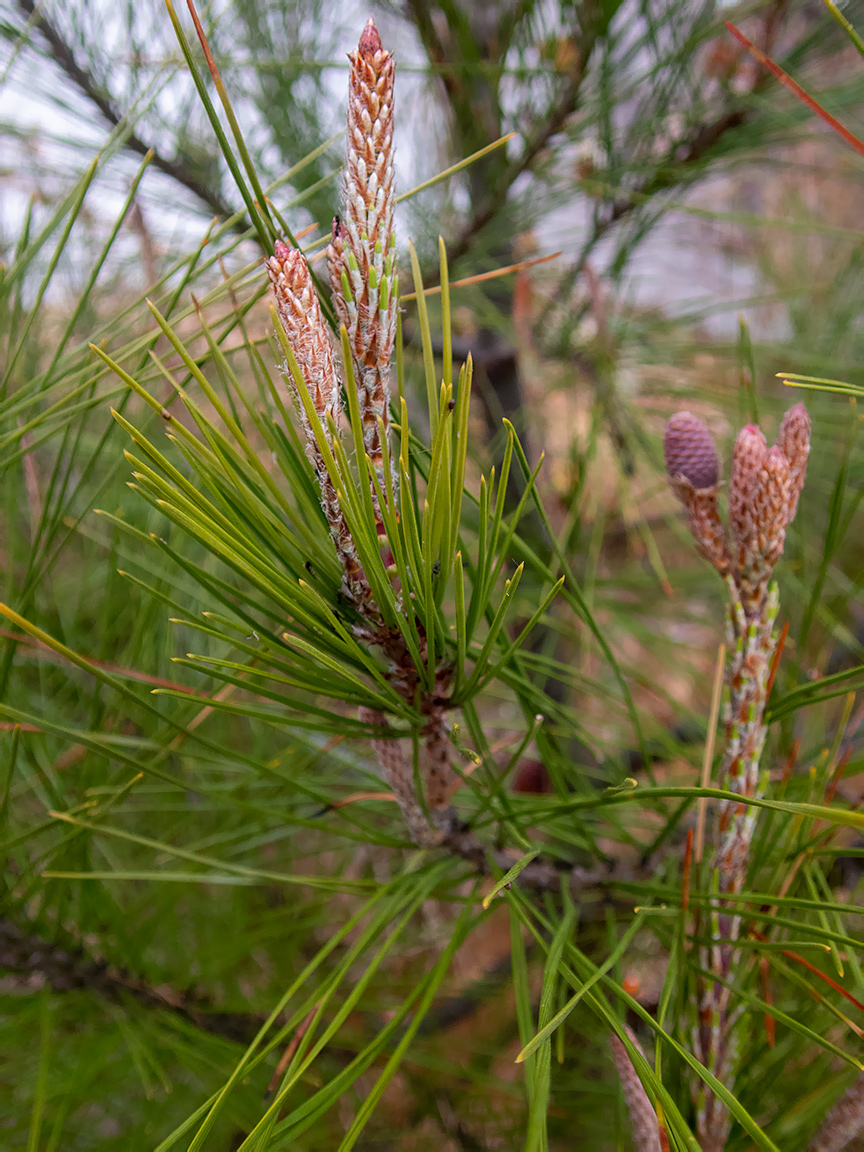 Image of genus Pinus specimen.