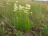 Allium flavescens. Цветущие растения (высота 15-20 см) на каменистом склоне. Украина, Донецкая обл., Волновахский р-н, южнее пос. Андреевка, долина р. Берестовая. 11.07.2010.