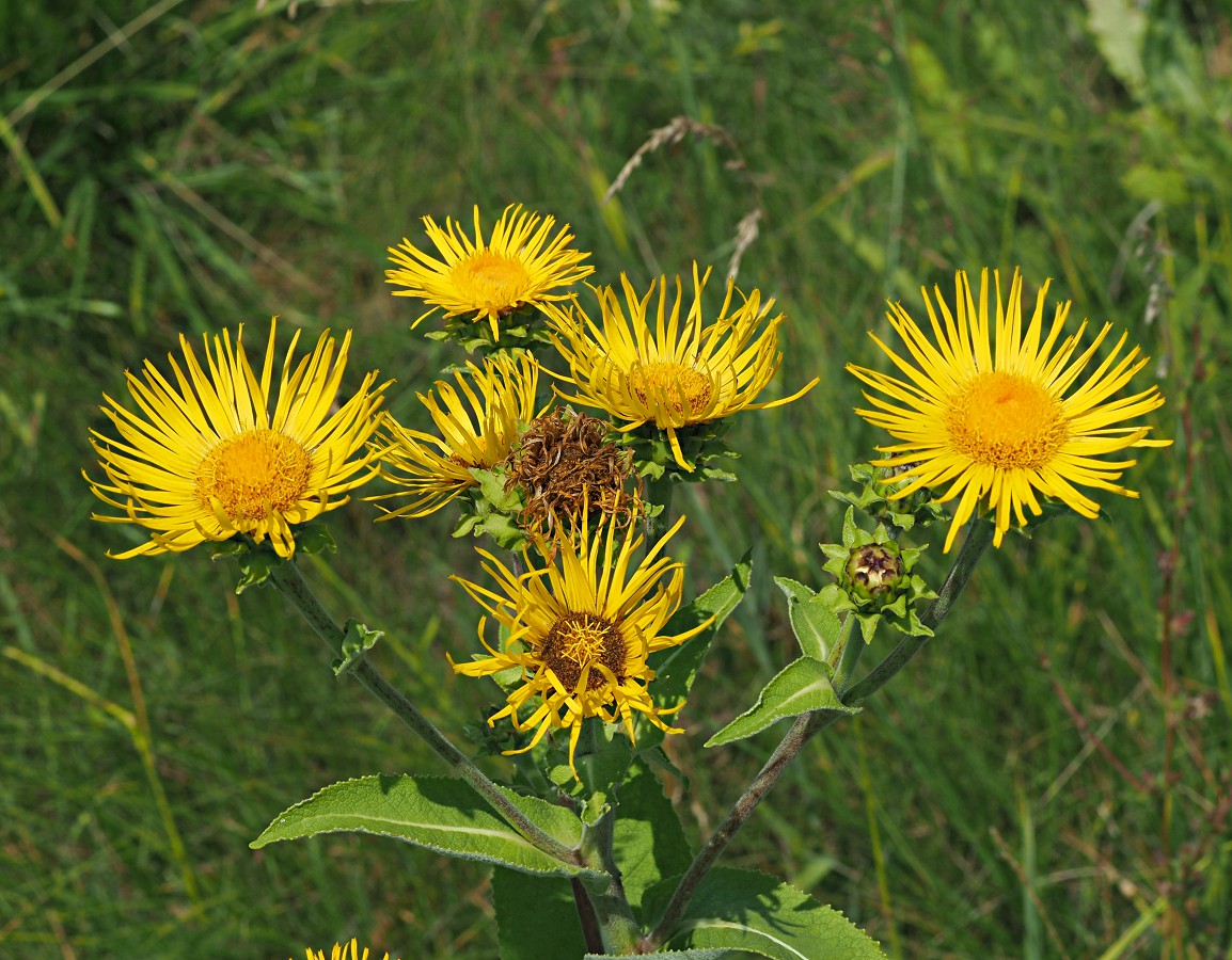 Изображение особи Inula helenium.