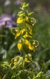 Rhynchocorys orientalis