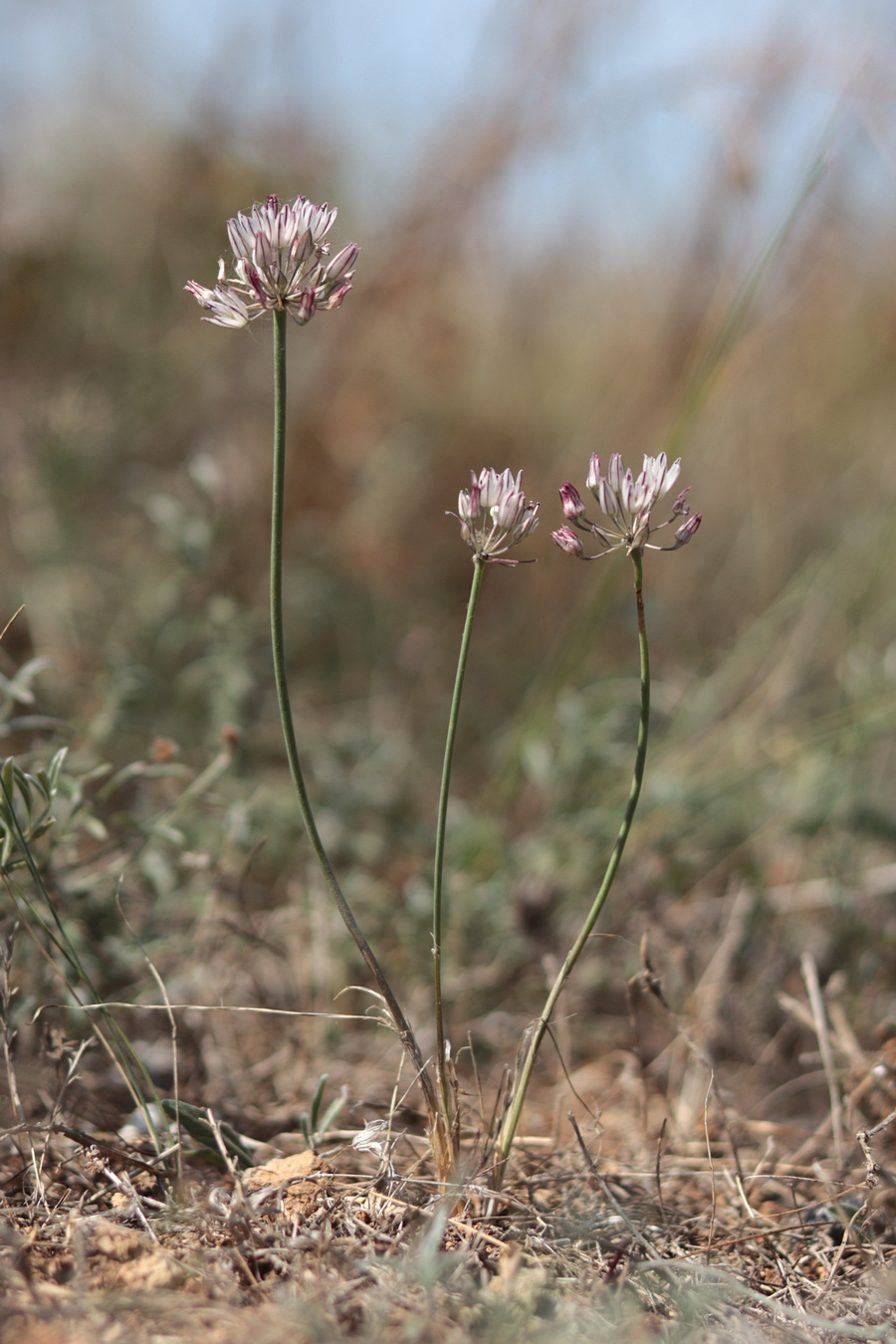 Изображение особи Allium moschatum.