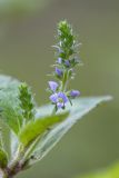 Veronica officinalis. Верхушка побега с соцветием. Краснодарский край, Абинский р-н, окр. станицы Эриванской, склон горы Шизе, лесовозная дорога, сырое место. 29.05.2021.