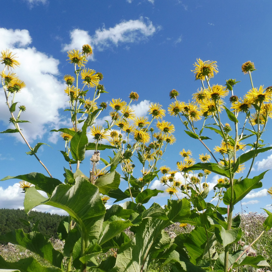 Изображение особи Inula helenium.