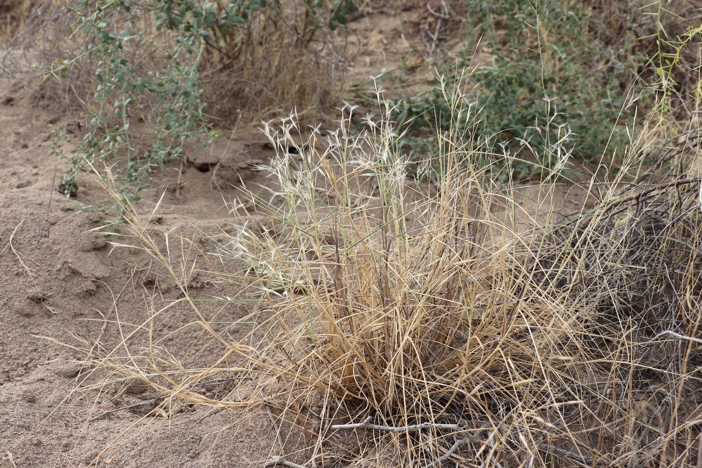 Image of Stipagrostis pennata specimen.