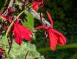 Lobelia cardinalis