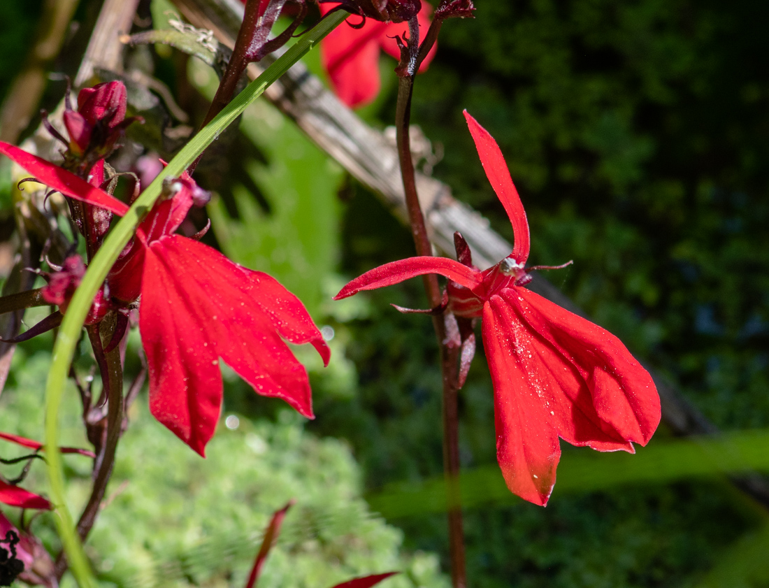 Изображение особи Lobelia cardinalis.