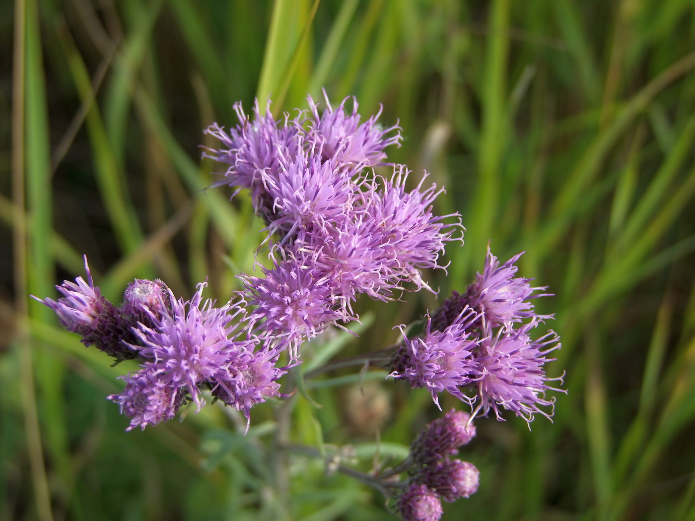 Image of Saussurea amara specimen.