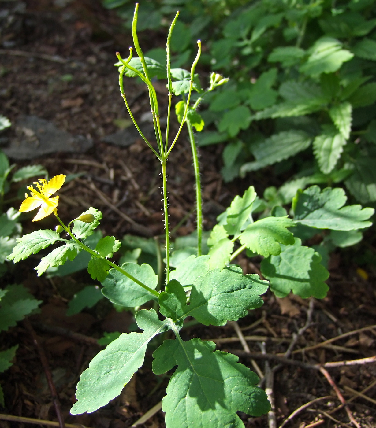 Изображение особи Chelidonium majus.