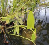 Pontederia cordata. Верхушка отплодоносившего побега. Москва, Воробьёвы горы, Ботанический сад МГУ, пруд, в культуре. 01.09.2021.