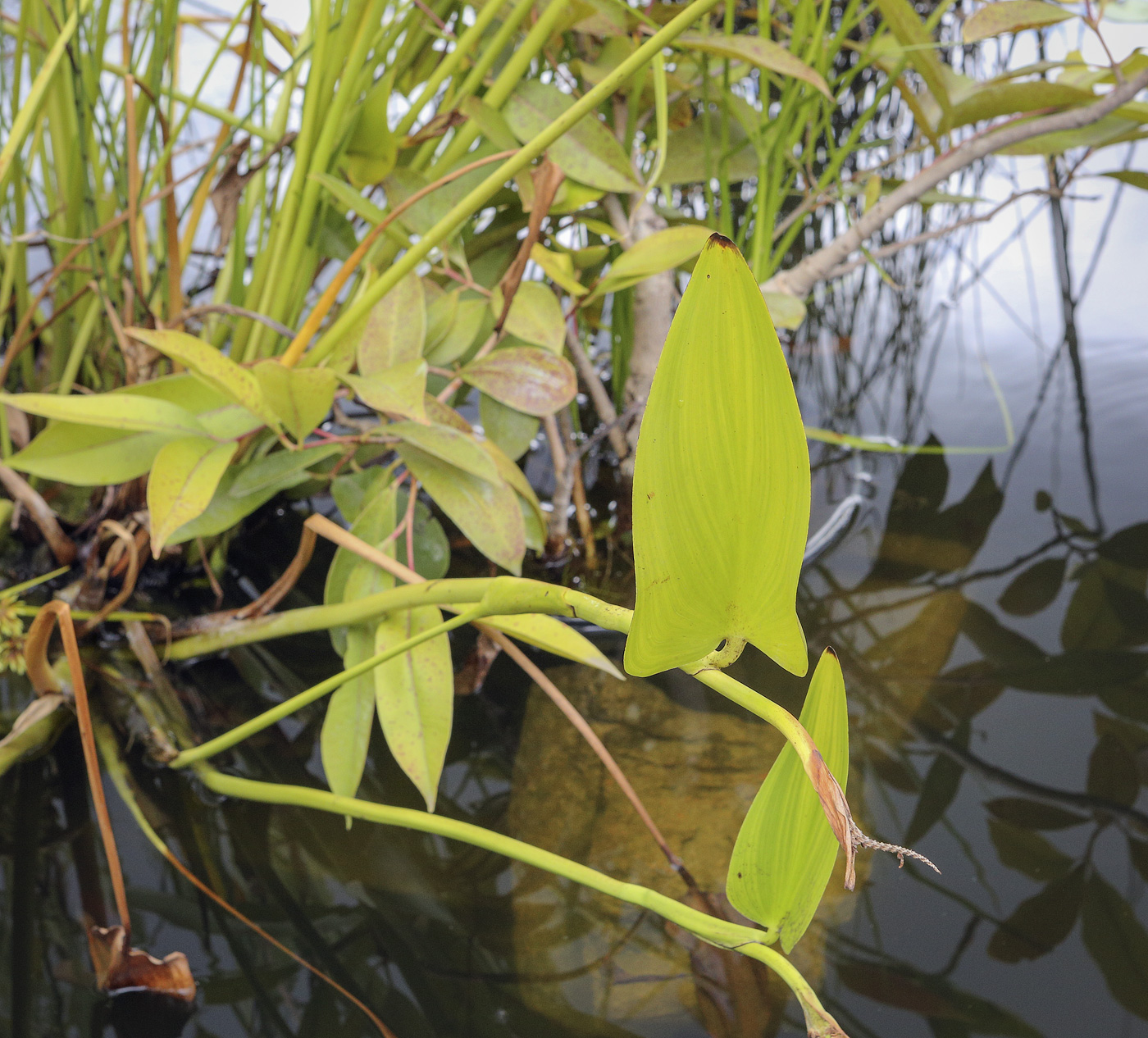 Изображение особи Pontederia cordata.