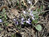 Viola rupestris